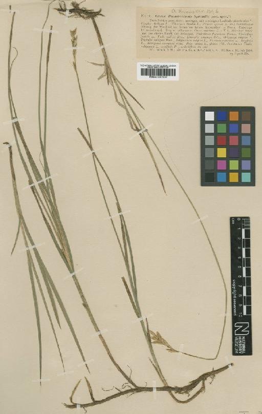 Carex repens Bellardi - BM001067007