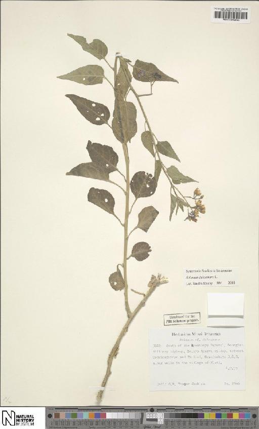 Solanum dulcamara L. - BM000942592