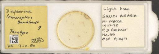 Diaphorina lamproptera Burckhardt, D., 1981 - BMNHE_1251958_821