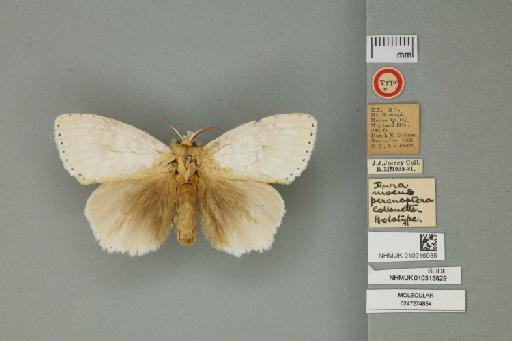 Dura niveus percnoptera Collenette, 1938 - 010916935