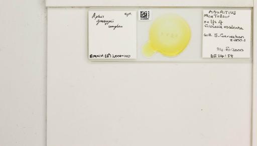 Aphis (Cerosipha) gossypii Glover, 1877 - 014840649_112507_1093036_157799_NoStatus