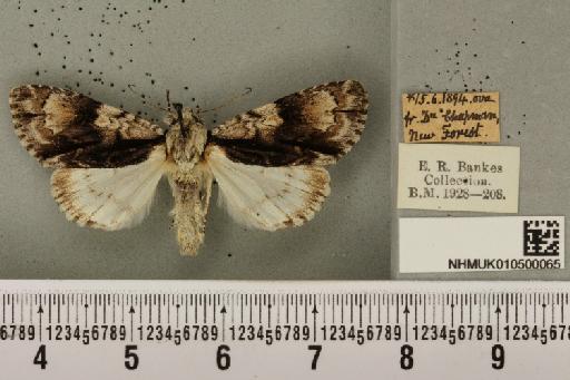 Acronicta alni (Linnaeus, 1767) - NHMUK_010500065_557961