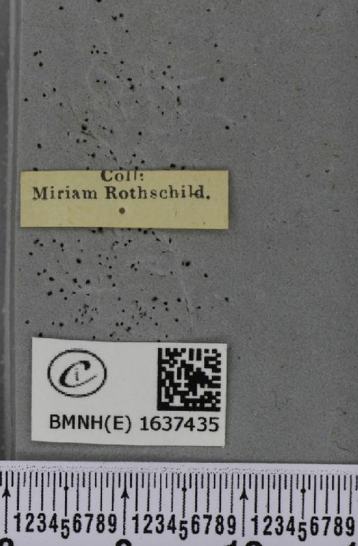 Macroglossum stellatarum (Linnaeus, 1758) - BMNHE_1637435_label_206128