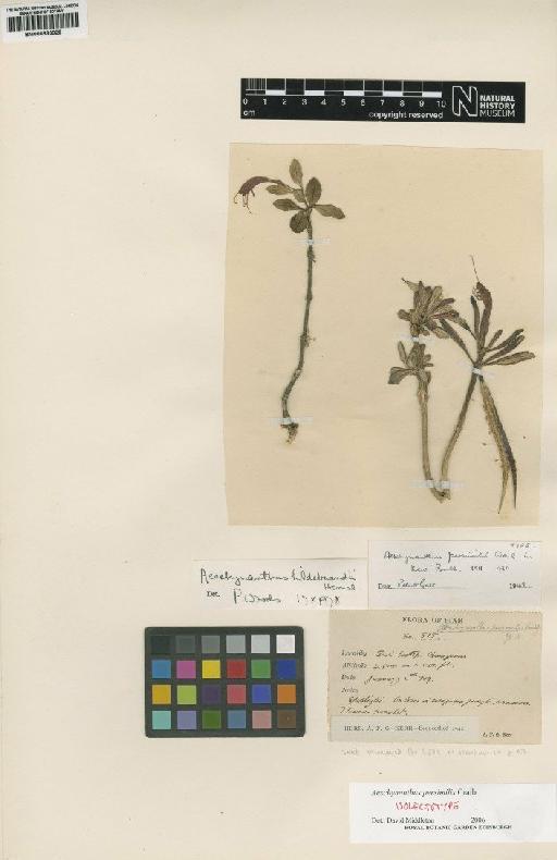 Aeschynanthus persimilis Craib - BM000883929