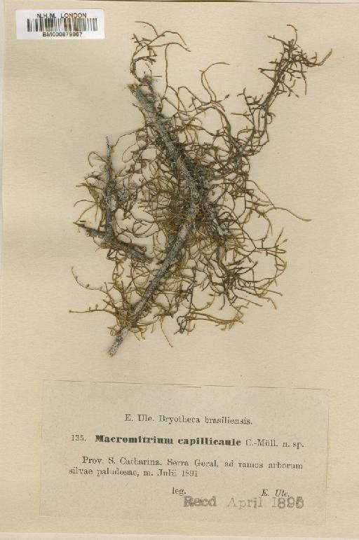 Macrocoma brasiliensis (Mitt.) Vitt - BM000879967