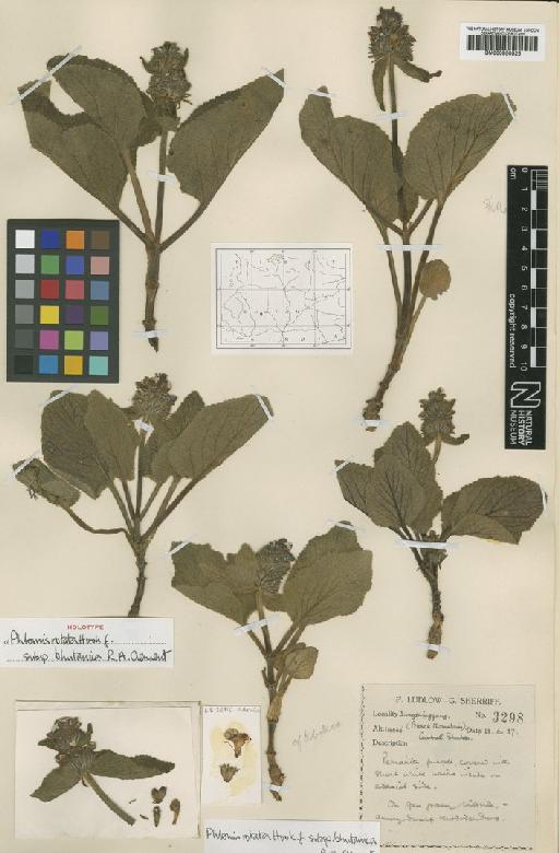 Phlomis rotata subsp. bhutanica R.A.Clement - BM000950525