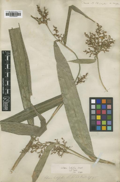 Scleria latifolia Sw. - BM000938408