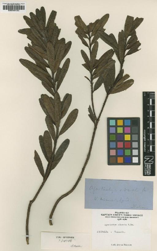 Agastachys odorata R.Br. - BM000991963