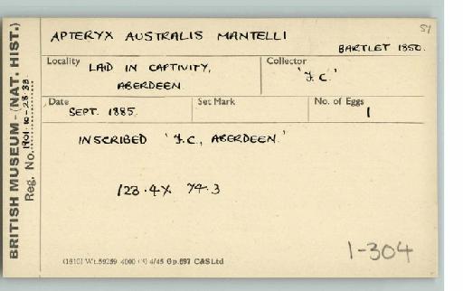 Apteryx australis mantelli A.D. Bartlett, 1852 - Bird egg cardex drawer 1