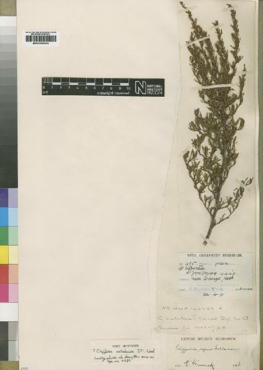 Cliffortia natalensis J.M.Wood - BM000906636