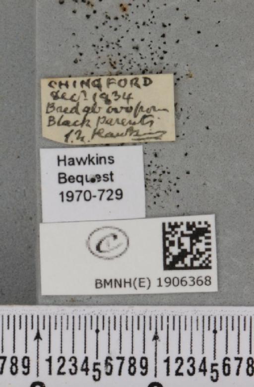 Erannis defoliaria (Clerck, 1759) - BMNHE_1906368_label_466446