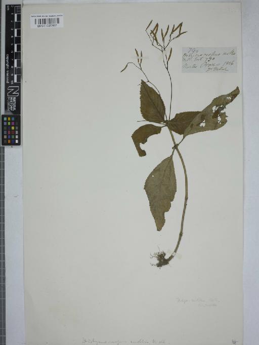 Didymocarpus mollis - 011025967