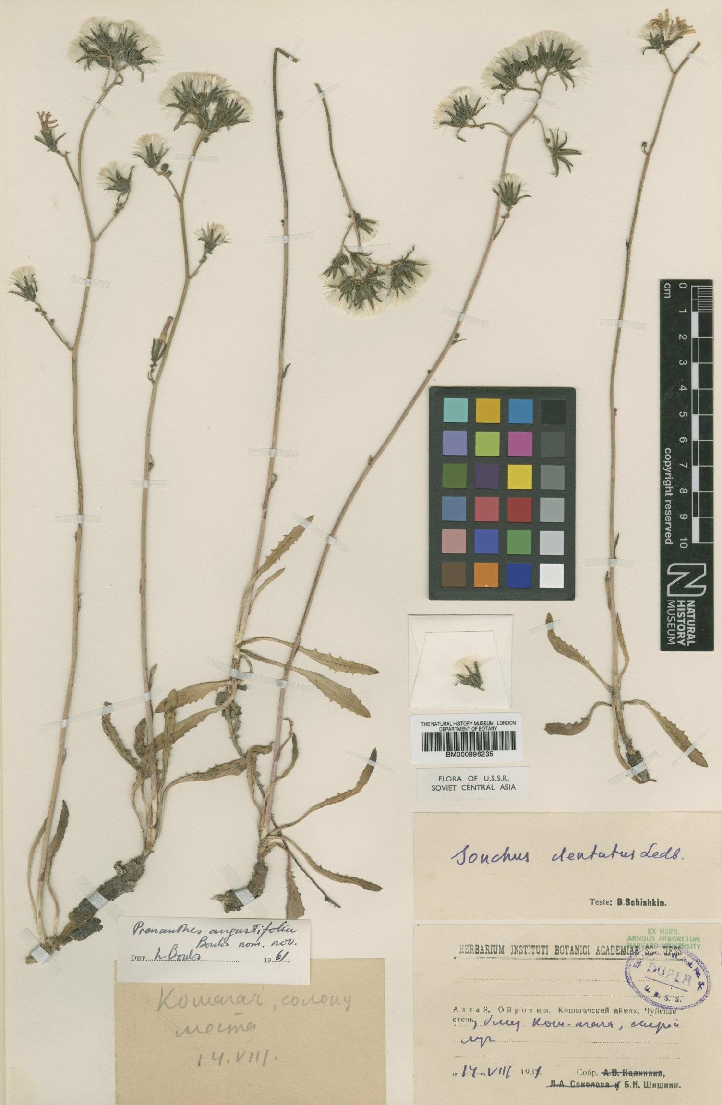 To NHMUK collection (Prenanthes angustifolia Boulos; Type; NHMUK:ecatalogue:480424)