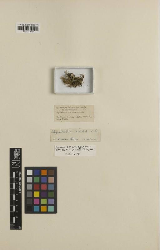 Rhyncholacis cristata P.Royen - BM000957964