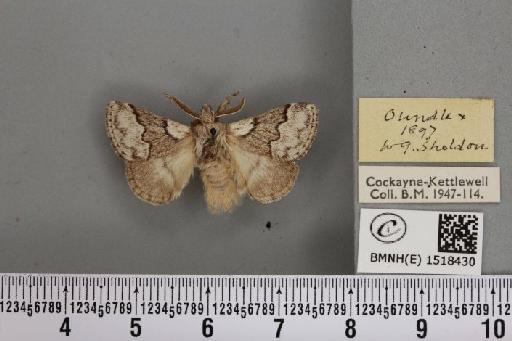 Trichiura crataegi ab. pallida Tutt, 1900 - BMNHE_1518430_189708