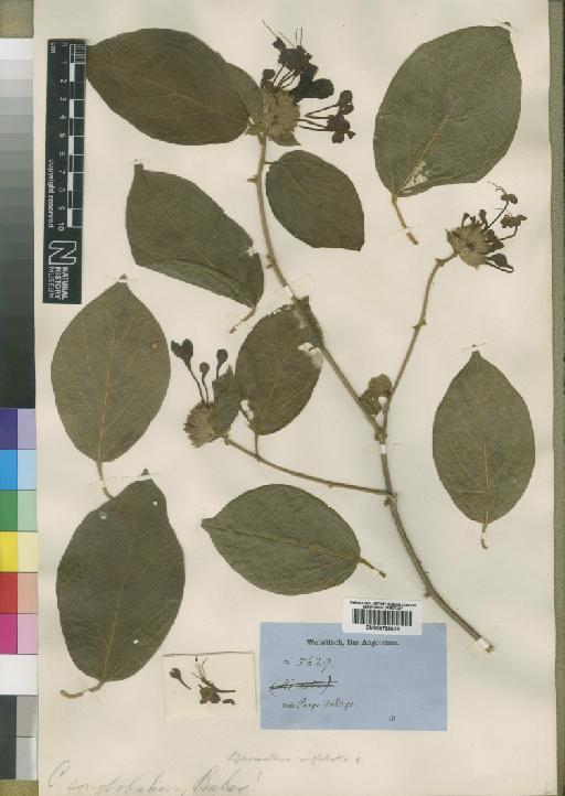 Clerodendron capitatum (Willd.) Schum. & Thonn. - BM000798625