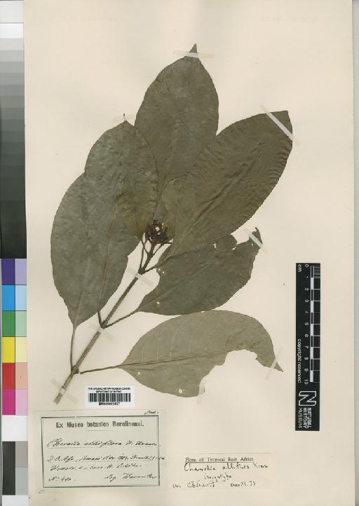 Chassalia albiflora Krause - BM000903537