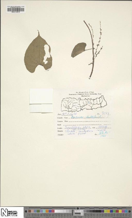 Dioscorea bulbifera L. - BM001049318