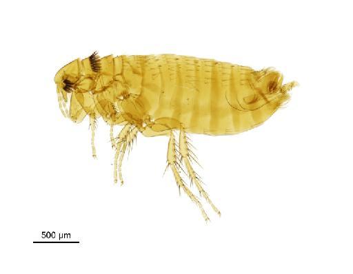 Rhadinopsylla pentacantha Rothschild, N. C., 1897 - 010177364__2016_12_14-Scene-1-ScanRegion0