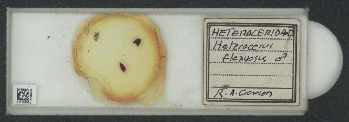 Heterocerus flexuosus
