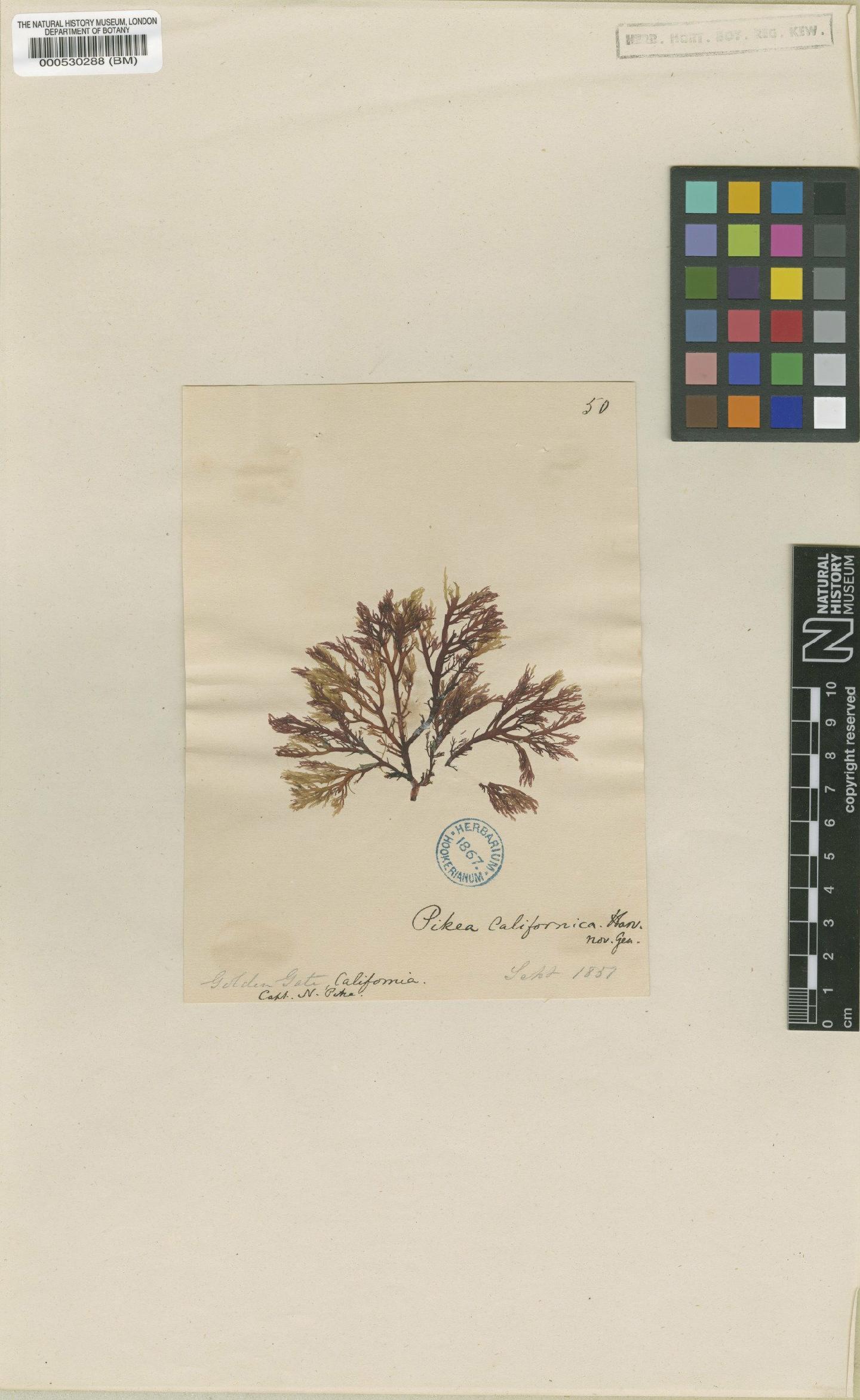 To NHMUK collection (Pikea californica Harv.; Isosyntype; NHMUK:ecatalogue:464873)