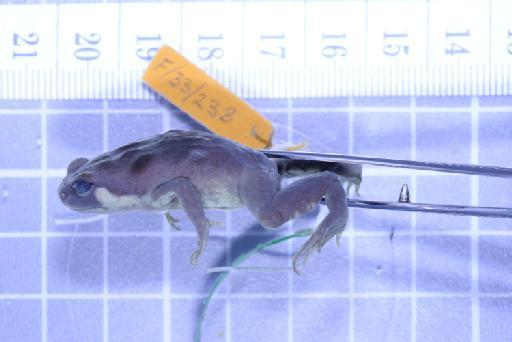 Callulops humicola compta (Zweifel, 1972) - Image of specimen 1961.846