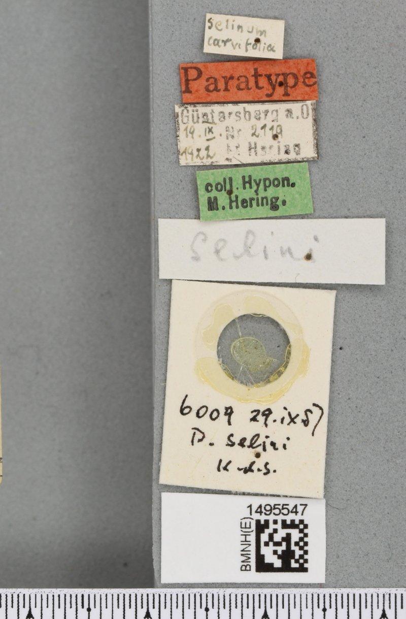 Phytomyza selini