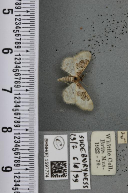 Idaea rusticata (Denis & Schiffermüller, 1775) - BMNHE_1597774_261593