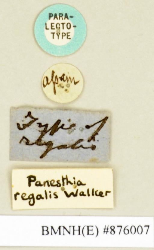 Panesthia regalis Walker, 1868 - Panesthia regalis Walker, F, 1868, male, paralectotype, labels. Photographer: Edward Baker. BMNH(E)#876007