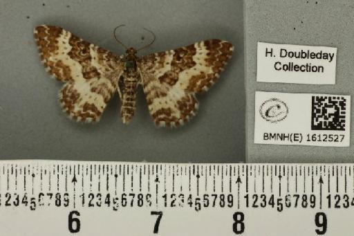 Epirrhoe tristata (Linnaeus, 1758) - BMNHE_1612527_324065