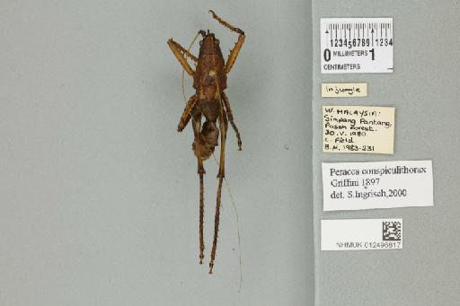 Peracca conspicuithorax Griffini, 1897 - 012496817_72127_85673