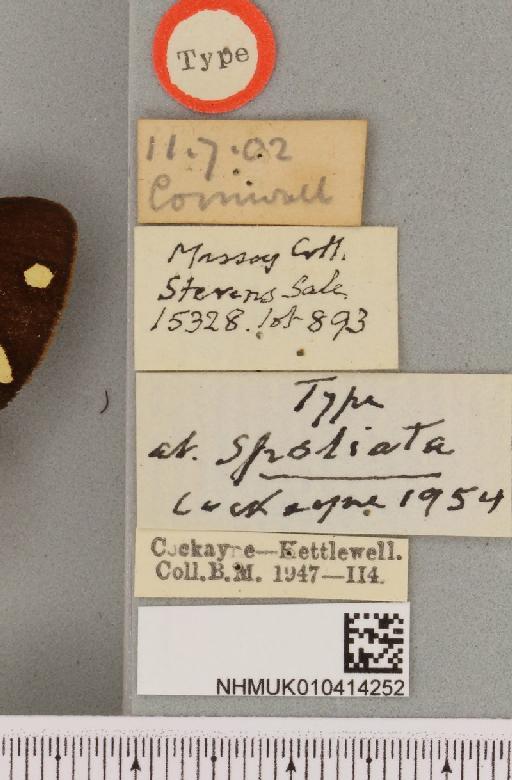 Arctia villica britannica Cockayne, 1954 - NHMUK_010414252_label_520314