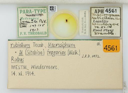 Myzus molluginellus Theobald, 1924 - 015348527_113016_741804_835815_Type