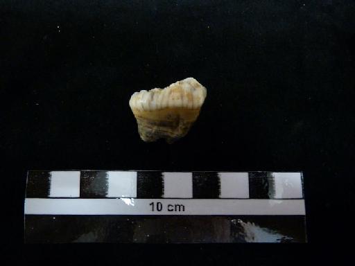 Ursus arctos Linnaeus, 1758 - M 40748 Ursus arctos lower m3 tooth. 2
