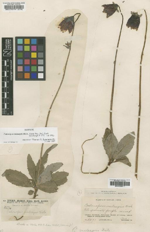 Codonopsis meleagris Diels - BM000996417