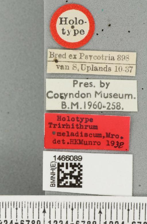 Trirhithrum meladiscum Munro, 1938 - BMNHE_1466089_label_27314
