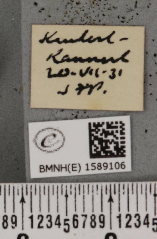 Scopula ternata Schrank, 1802 - BMNHE_1589106_a_label_270745