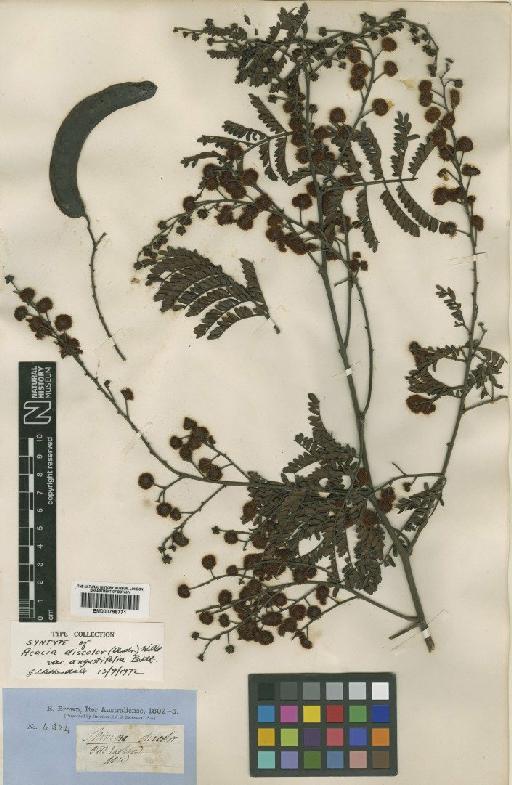 Acacia terminalis (Salisb.) J.F.Macbr. - BM000796771