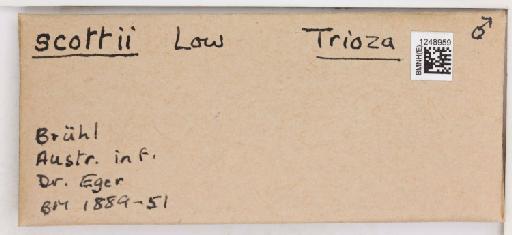 Trioza scottii Loew, 1879 - 010719526_additional