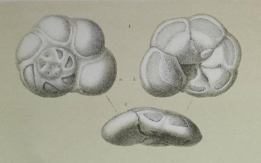 Pulvinulina concentrica Parker & Jones Ms., 1864 - ZF2208_105_1_Mississippina_concentrica.jpg