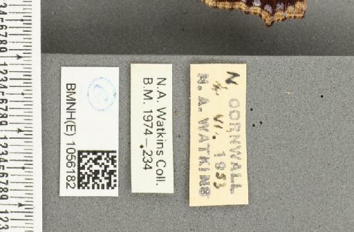 Aglais urticae ab. salmonicolor Raynor, 1906 - BMNHE_1056182_label_45634