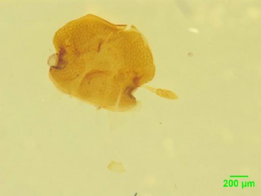 Aphodiinae Leach, 1815 - 010189799___5