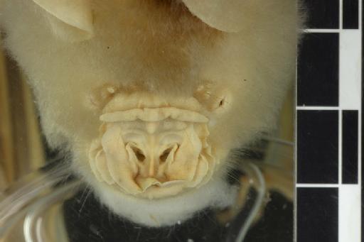 Hipposideros dinops Andersen, 1905 - 1888_1_5_22-Hipposideros_dinops-Type-Noseleaf-dorsal