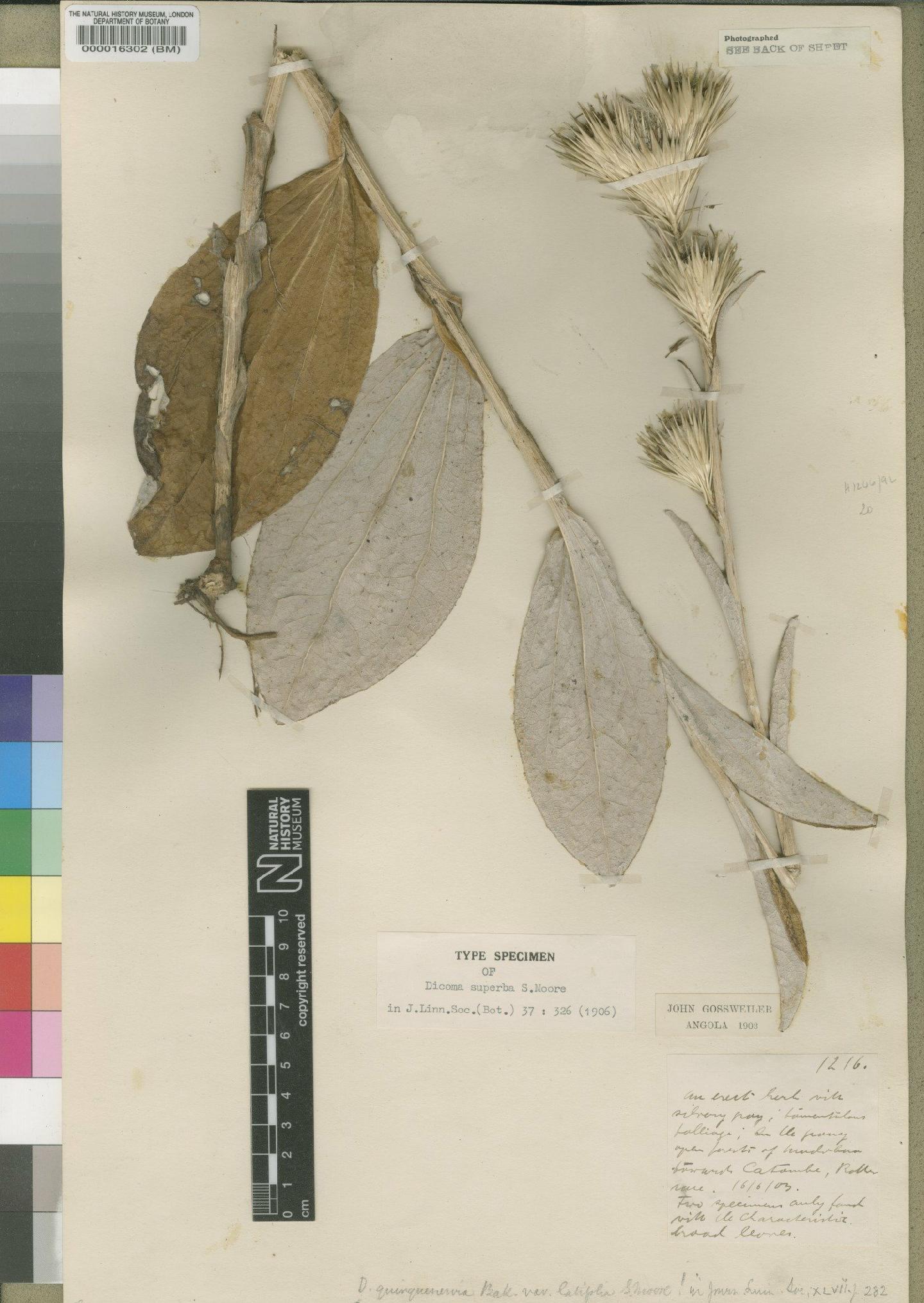 To NHMUK collection (Dicoma quinquenervia var. latifolia Moore; Holotype; NHMUK:ecatalogue:4553231)