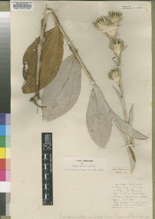 Dicoma quinquenervia var. latifolia Moore - BM000016302