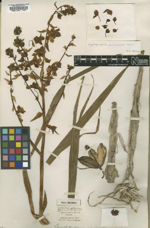 Cyrtopodium paranaense Schltr. - BM000525891