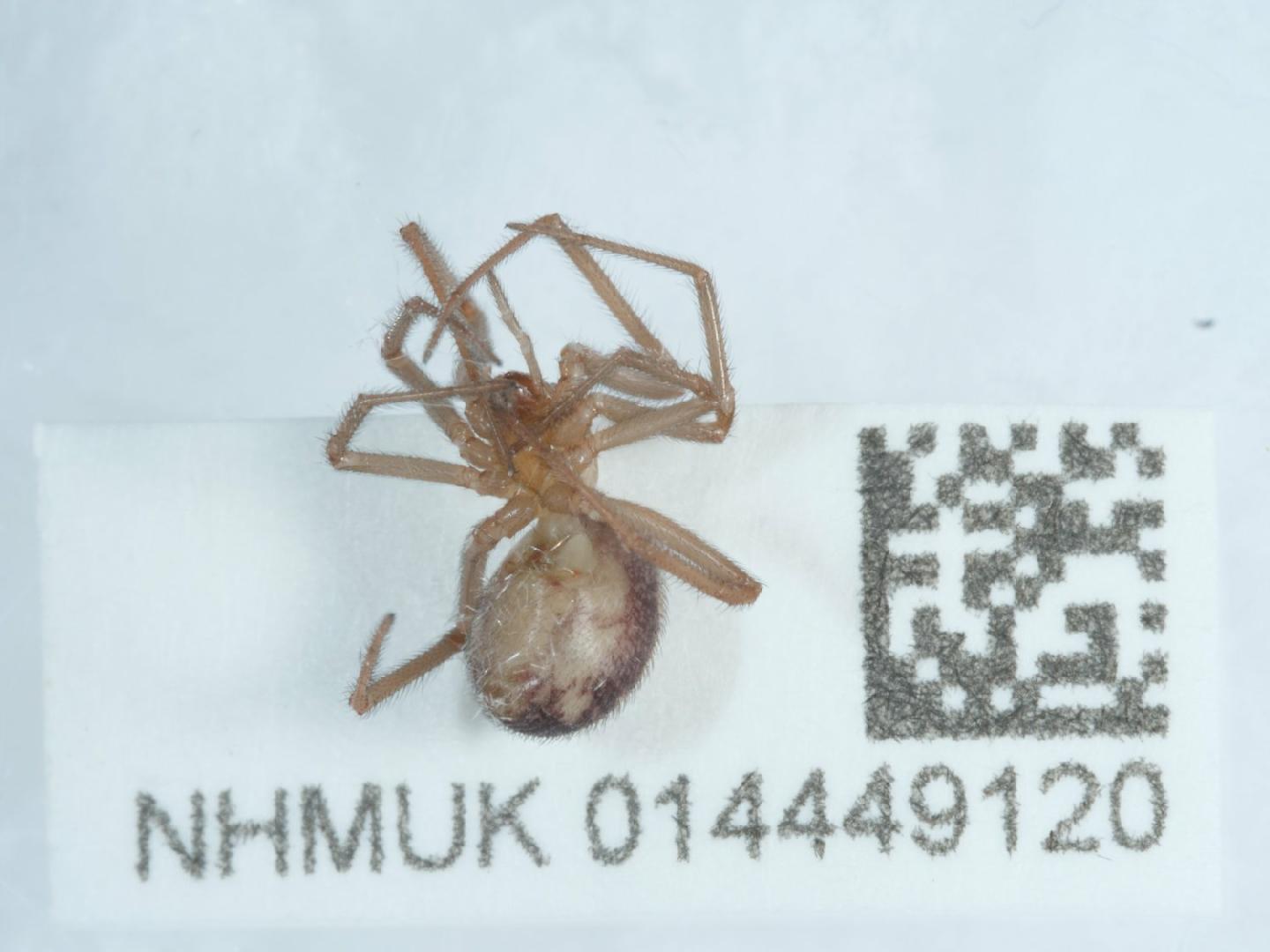 To NHMUK collection (Steatoda triangulosa (Walckenaer, 1802); NHMUK:ecatalogue:9254315)