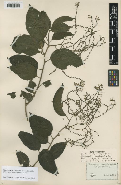 Myriopus paniculatus (Cham.) Feuillet - BM001209043