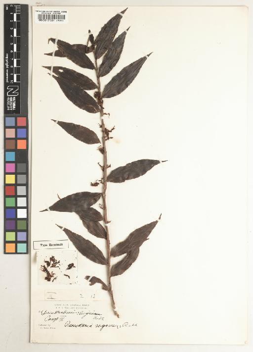 Pseuderia nigricans Ridl. - BM000017531