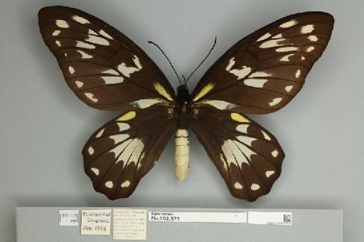 Ornithoptera victoriae regis Rothschild, 1895 - 013602515__